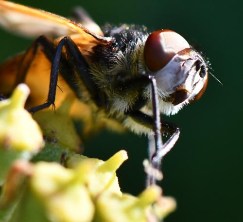 Réf. 292 959 : Phasia aurigera